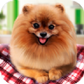 宠物狗生活模拟 V2.0.0 安卓版
